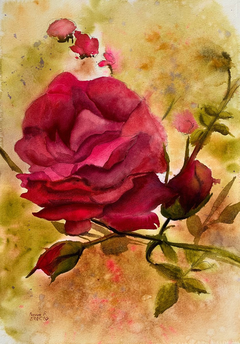 Rose. Red accent. by Evgenia Panova