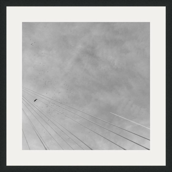 A Bird And A Bridge, 21x21 Inches, C-Type, Framed