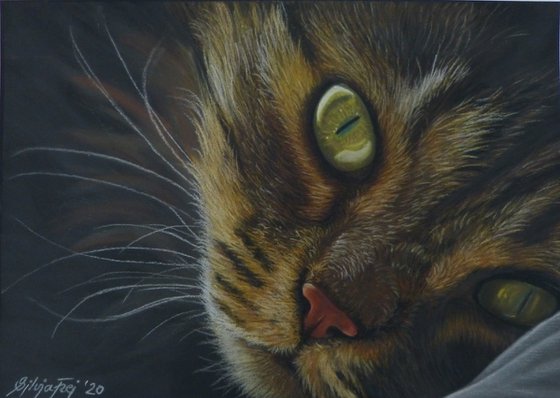 Glowing eyes - Maine Coon pastel painting