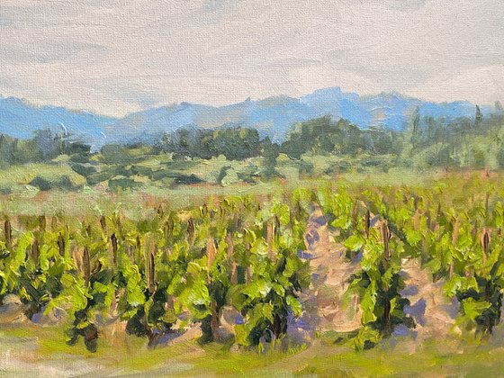 Vines and Blue Hills of Napa Valley