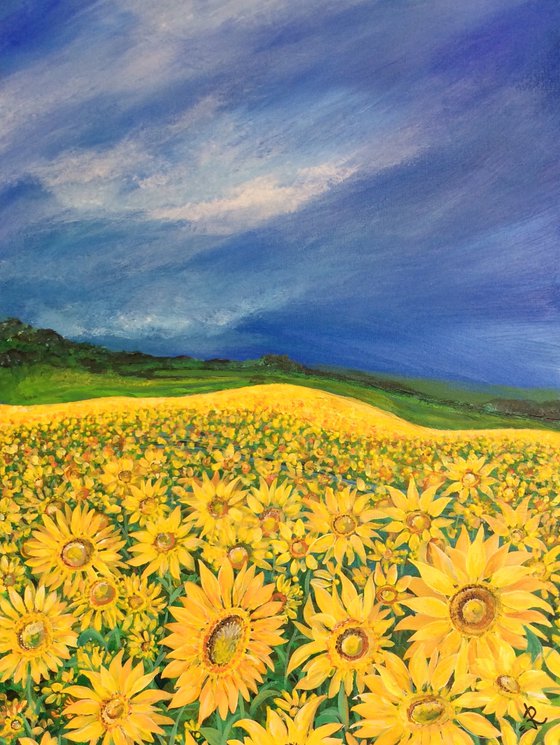 Field of Sunflowers