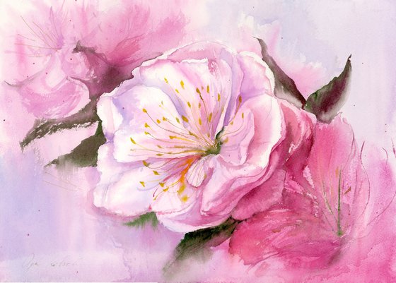 Cherry Bloom Fantasy