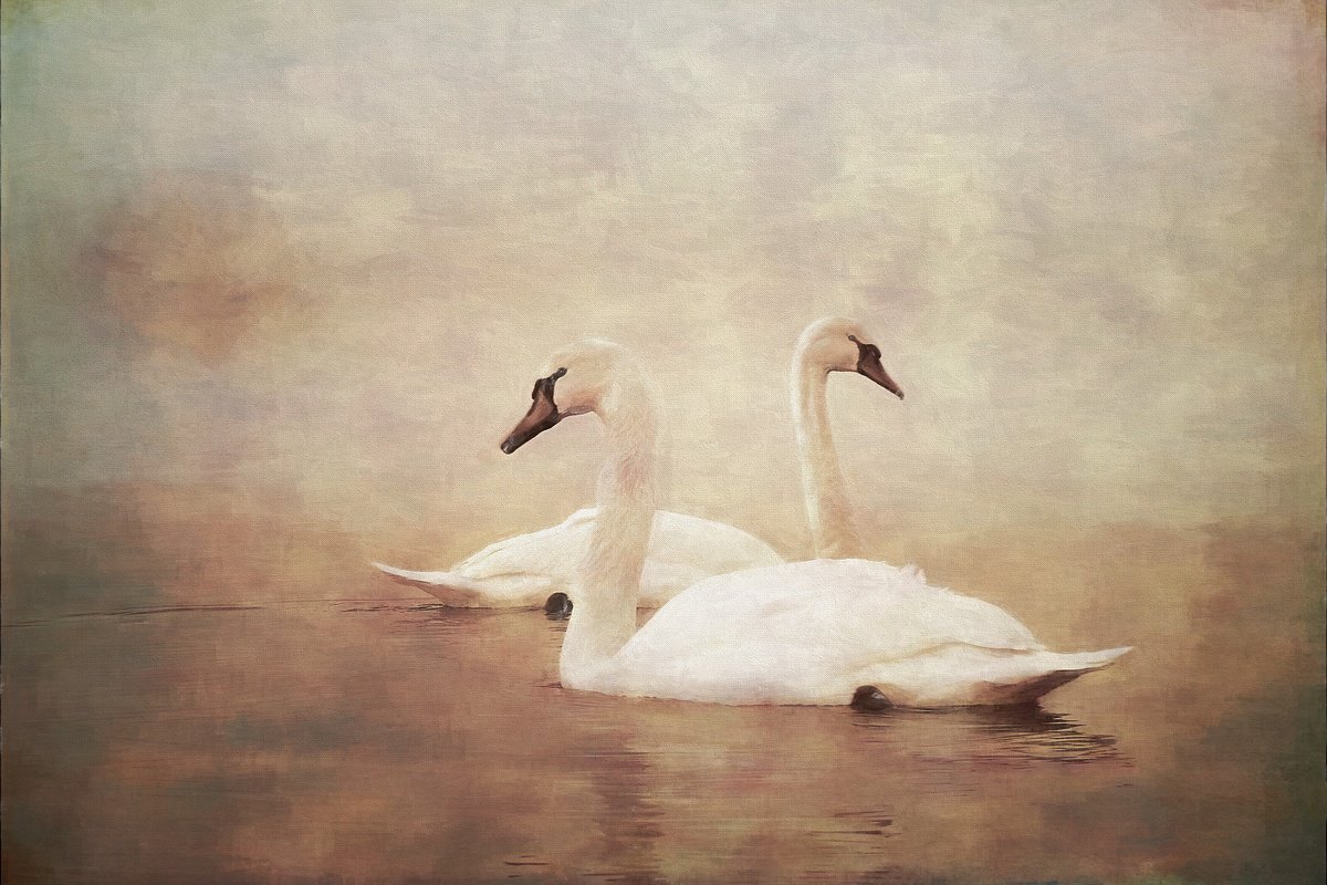 Impressionistic Animal Photograph By Martin Fry, 21 X 15", Swans..., Original Artwork