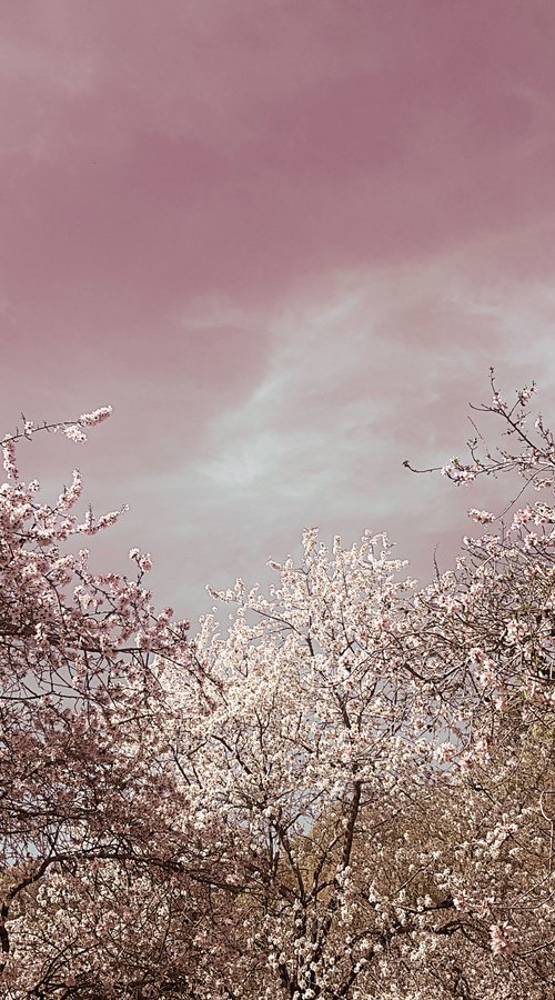 (FRAMED) Spring is in the air III by Viet Ha Tran