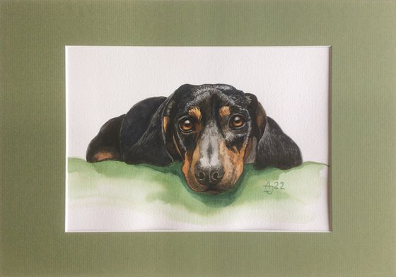 Black Dachshund