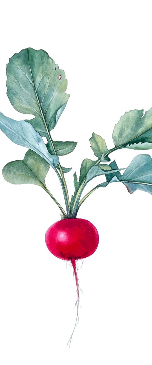 Radish. Original watercolour artwork. by Nataliia Kupchyk