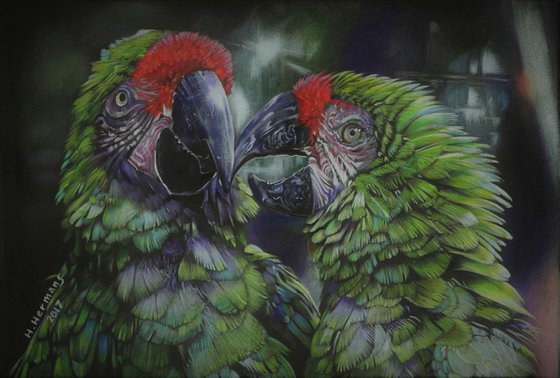 Great green Macaws