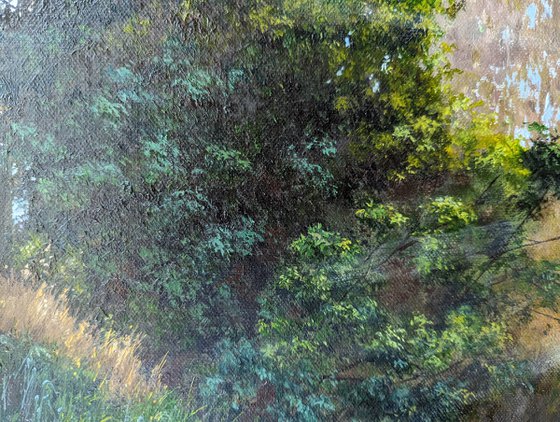 Sunlight Through Trees