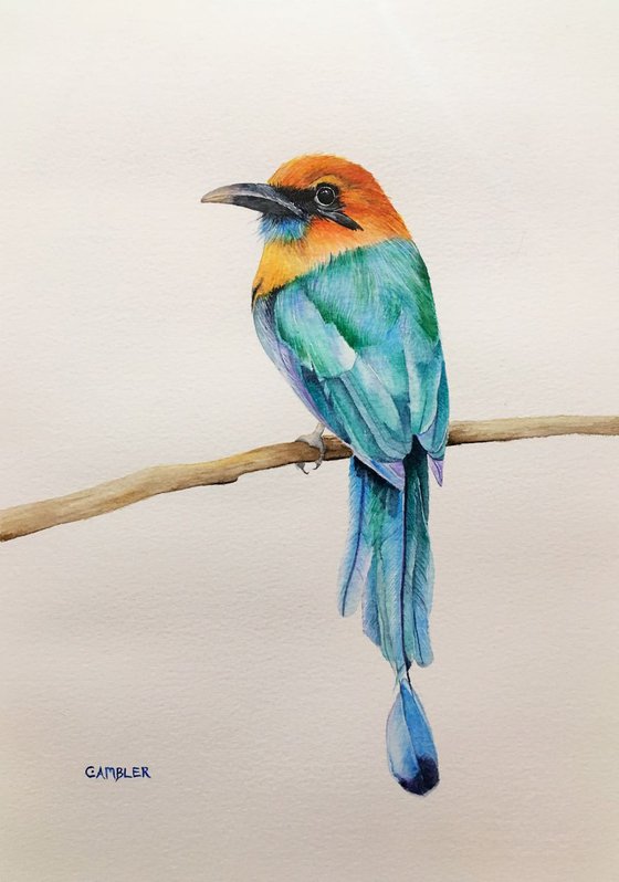 Broad Billed Motmot - Commission for Bruni