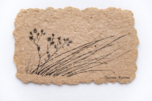 Wild grasses by Rimma Savina