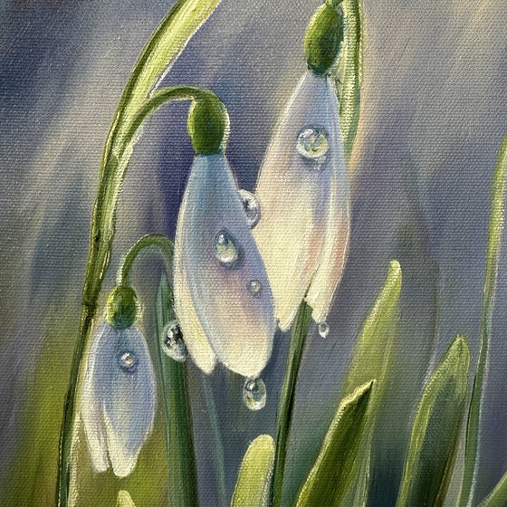 Snowdrops