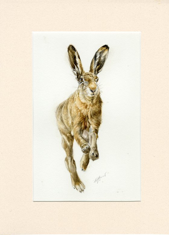 Running hare