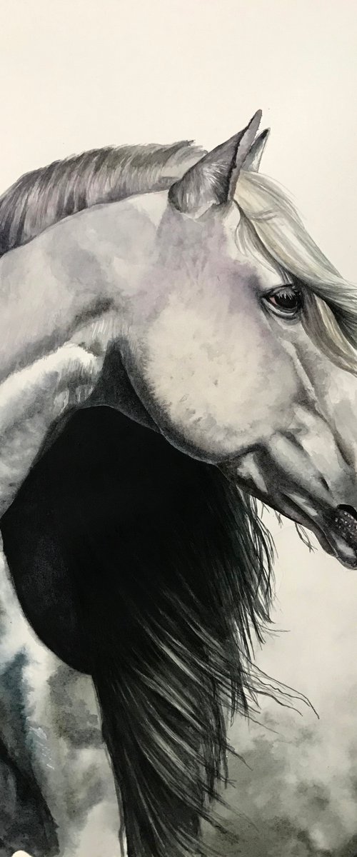 Andalusian Horse by Lisa Lennon