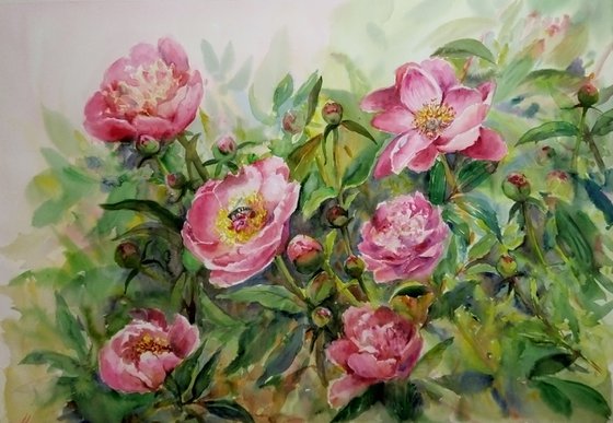 Charming peonies