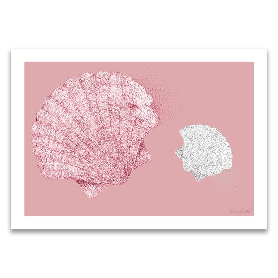 Look Shells - Scallop Shell Illustration