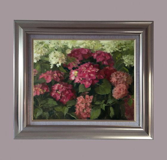 Hydrangeas