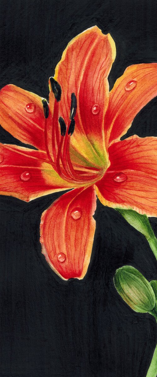 Orange daylily flower with dew drops on black background Botanical watercolor illustration by Ksenia Tikhomirova