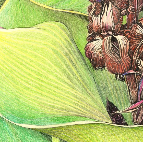 CANNA PLANT