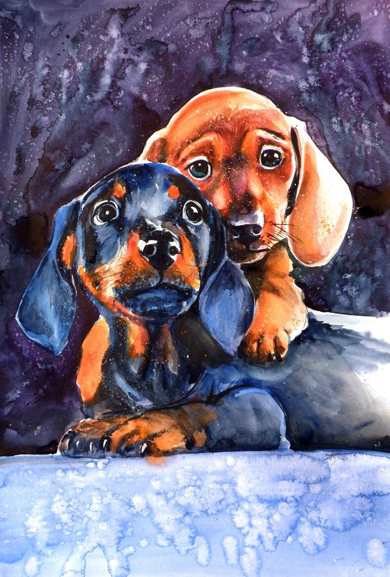 Dachshund puppies