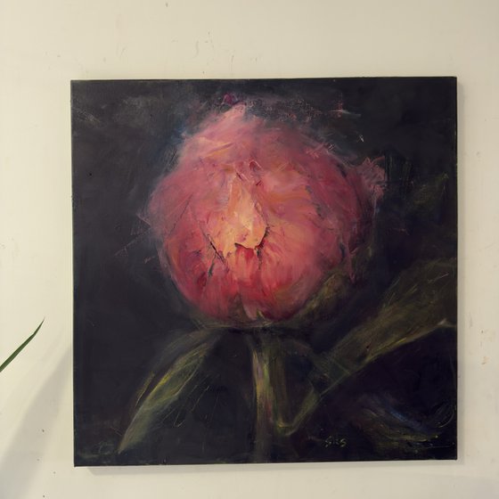 Pink peony
