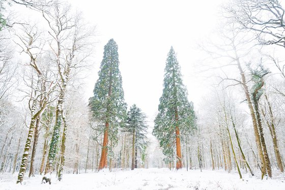SNOW TREES 2.