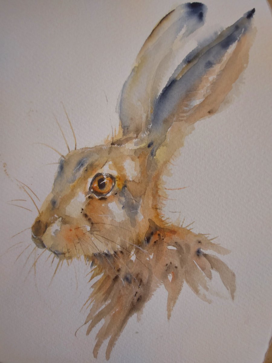 Hare watercolour by Sue  Green