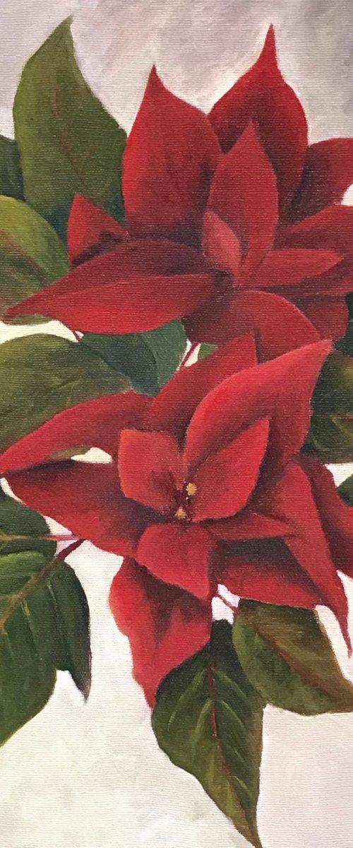 Poinsettia - Framed by JANE  DENTON