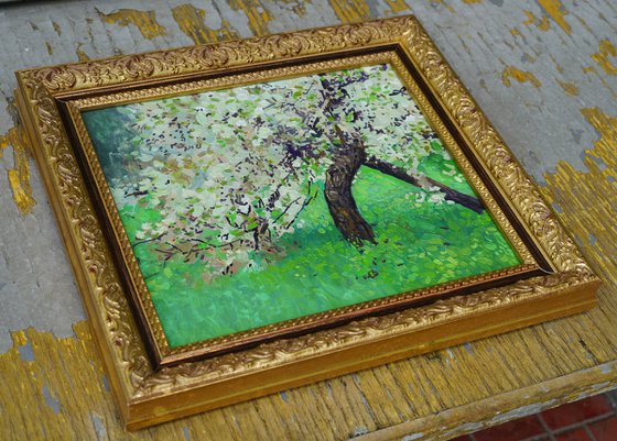 The cherry tree is in bloom