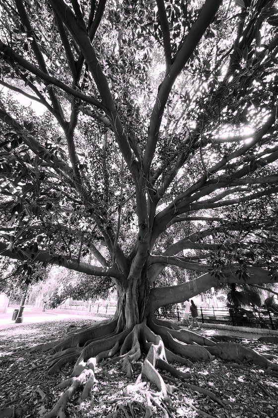 Tree of life