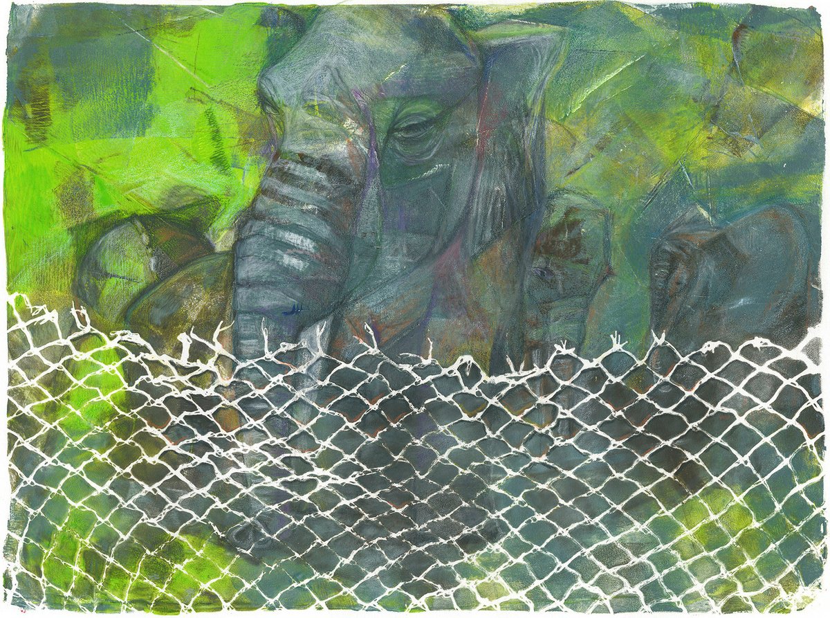Limited Edition Print , Zoo 3 - Elephant Frits By Hilde Hoekstra, 17 X 12, Artwork For Sale On Artfinder