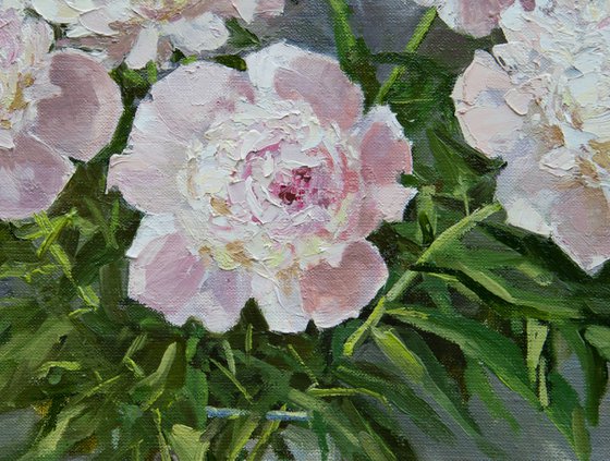 Flowers. Peonies.