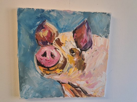 Domestic Piglet