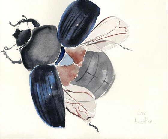 Dor Beetle Watercolour