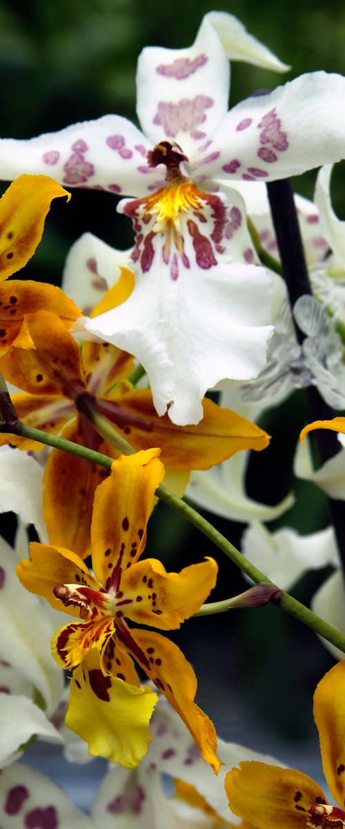 WHITE GOLDEN ORANGE ORCHIDS by William Dey