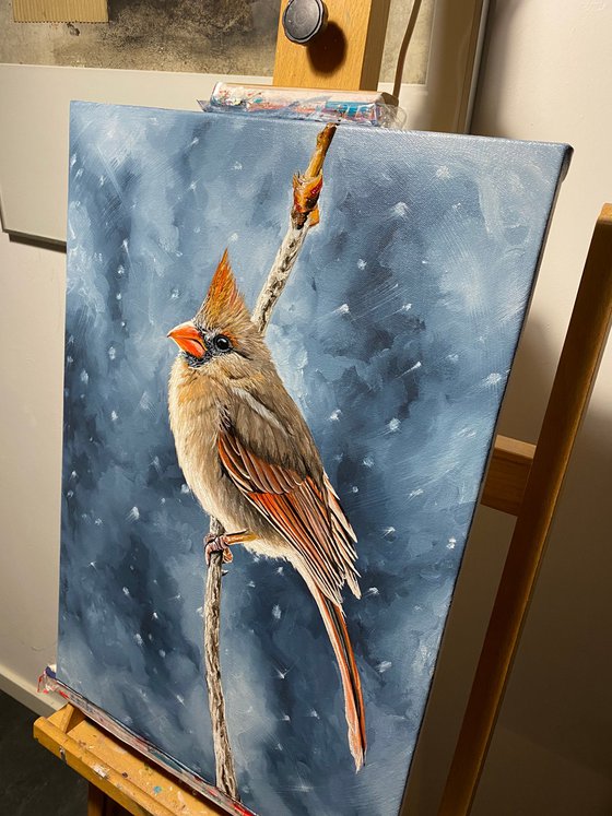 Winter morning ( Cardinal bird)