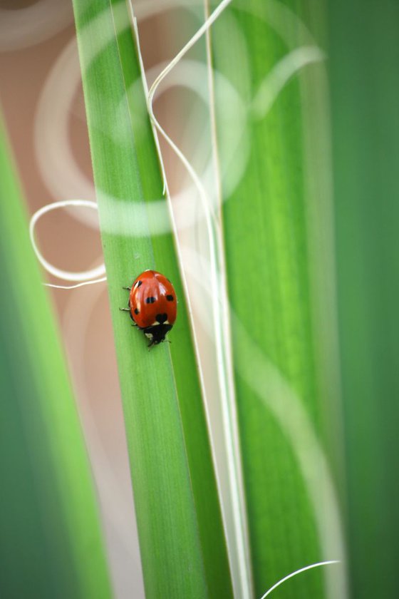 Ladybug on a leaf