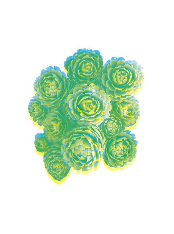 Artichoke that looks like a flower