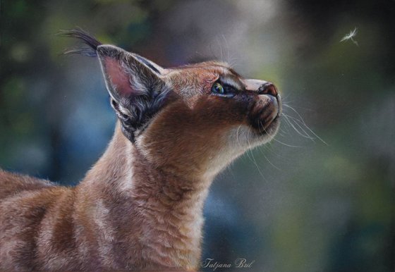 Caracal or the Desert Lynx