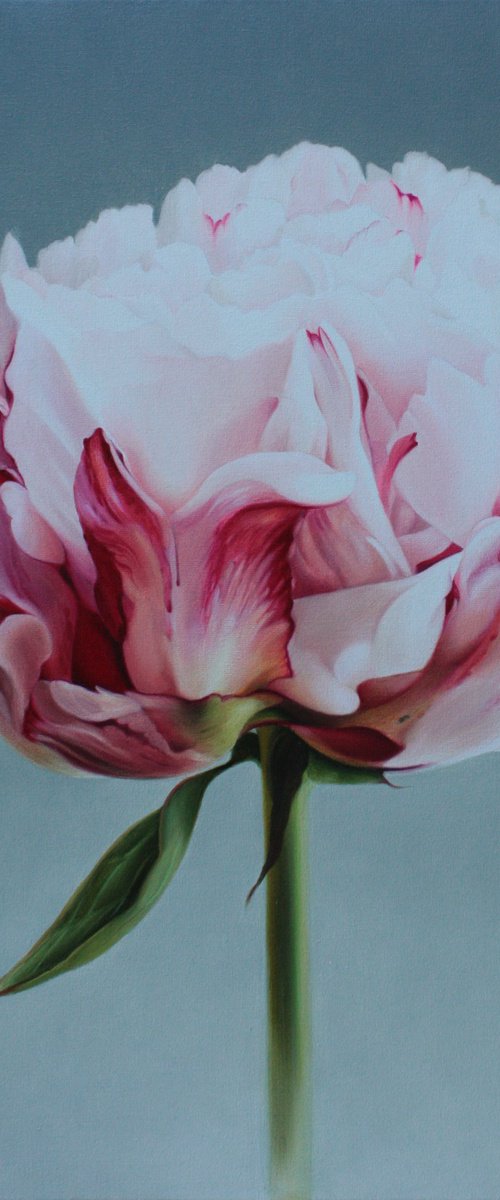 marshmallow by Julia Diven