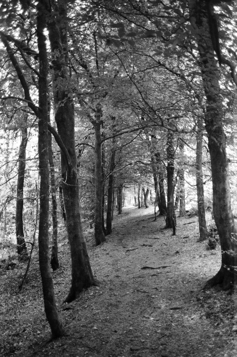 Photorealistic Landscape Photograph By Justice Hyde, 24 X 36", Northern Woods 10 - Unmounted, Original Artwork