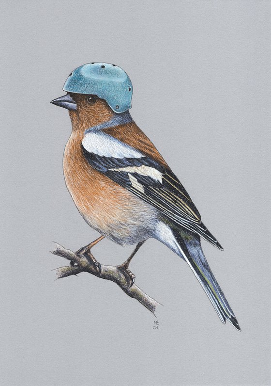 Original pastel drawing bird "Common chaffinch"