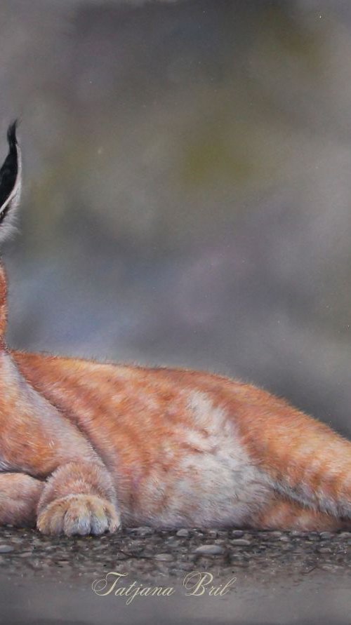 Caracal or the Desert Lynx by Tatjana Bril