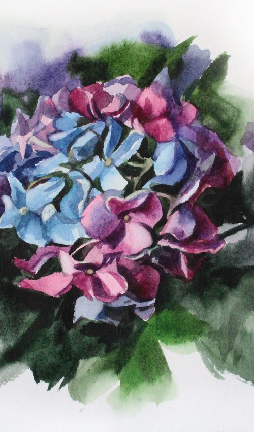 Hydrangea watercolor painting by Marta Nyrkova