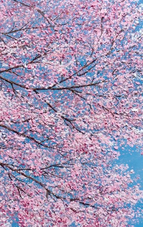 Cherry Blossom Time by Chris Bourne