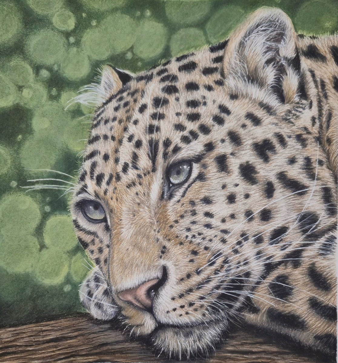 Photorealistic Pencil Drawing , Leopard - Little Big Cats Series No. 1 By Silvia Frei, 9 X 12, Artwork For Sale On Artfinder