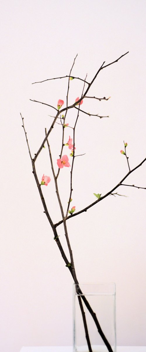 Cherry blossom by Elena Zapassky
