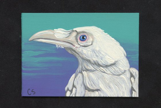 ACEO ATC Original Painting White Raven Crow Bird Wildlife Art-Carla Smale