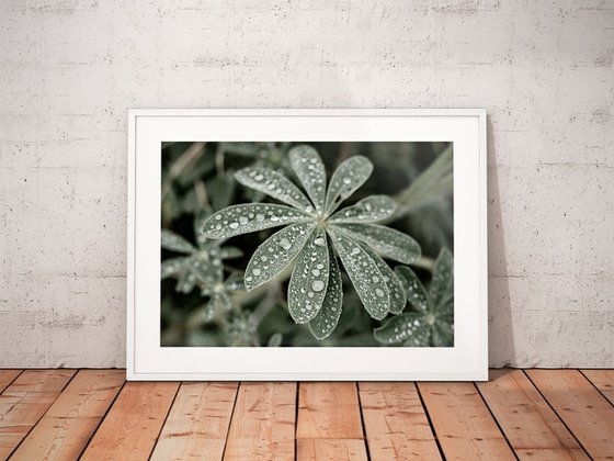 Blue Lupine #4 | Limited Edition Fine Art Print 1 of 10 | 60 x 40 cm