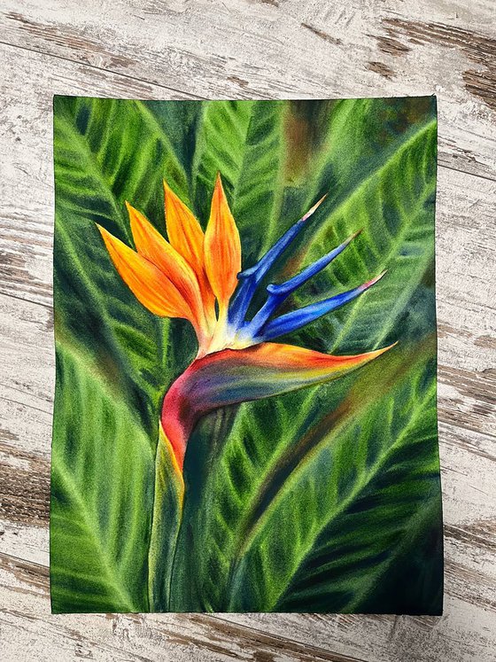Bird of Paradise