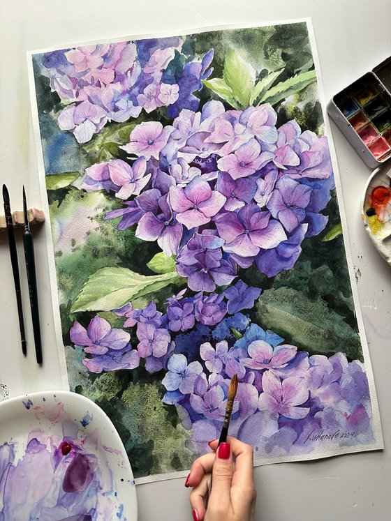 Violet hydrangea